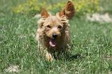 NORWICH TERRIER 008